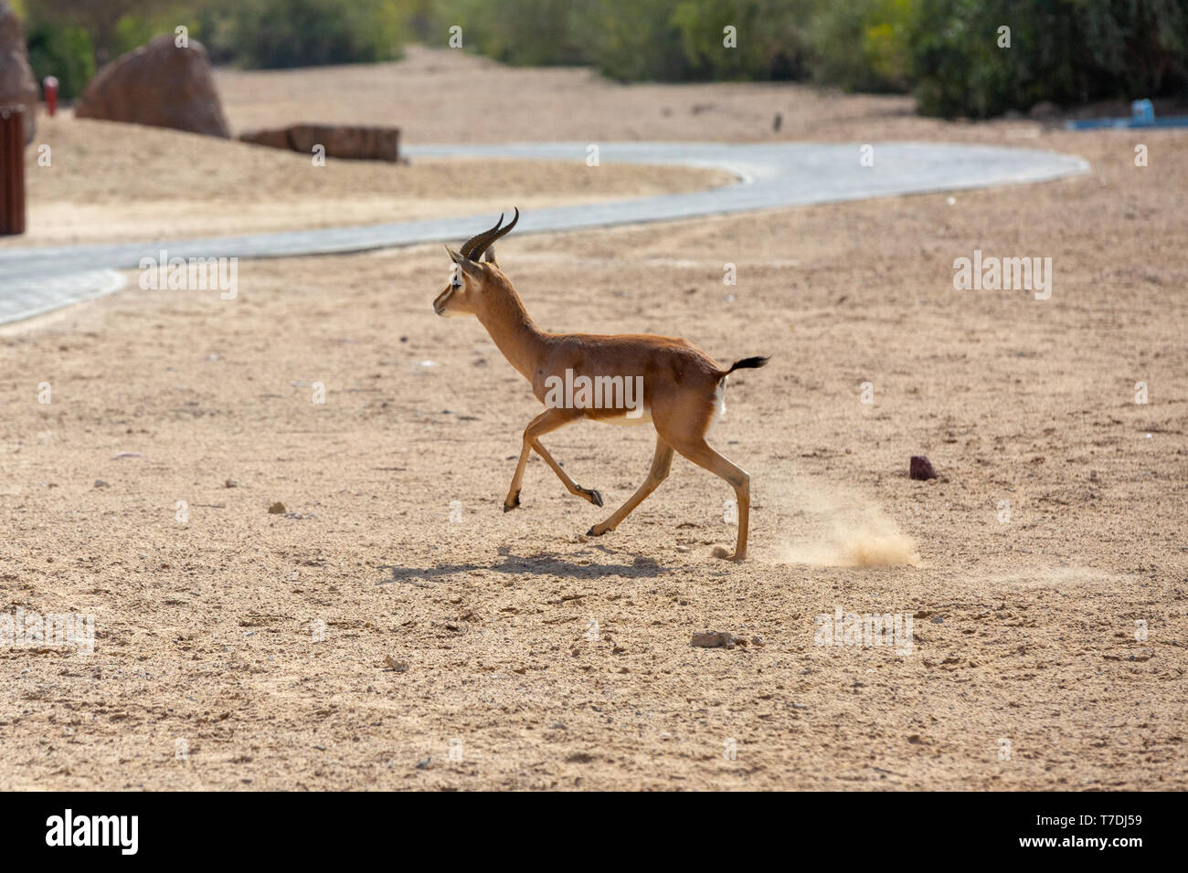 Gazzelle di sabbia araba, che corre all'hotel al Sahel Foto Stock