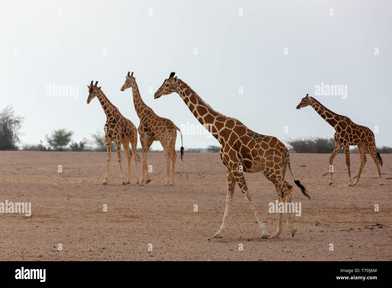 Conservation Park a Sir Baniyas Isola, Abu Dhabi, Emirati arabi uniti Foto Stock