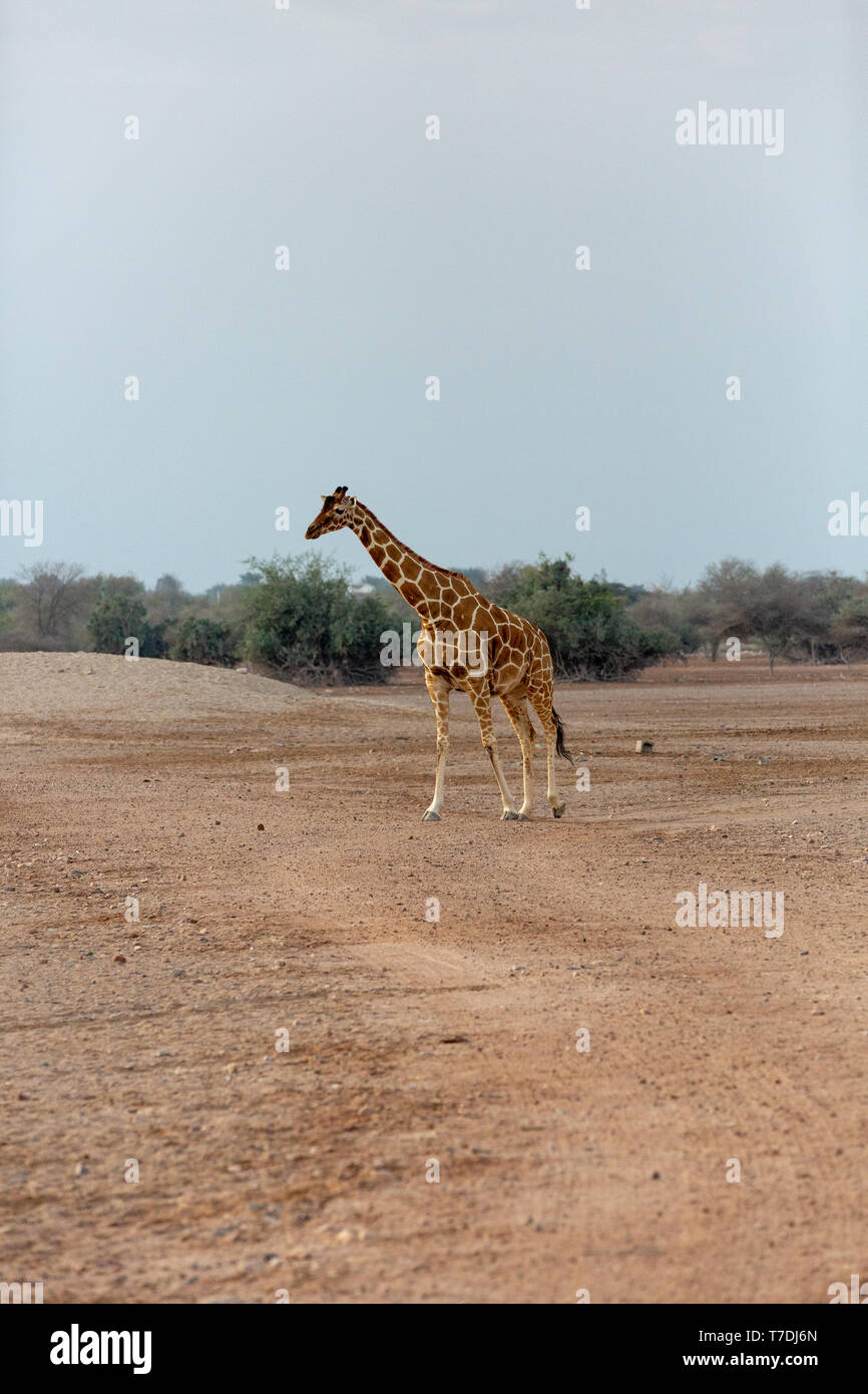 Conservation Park a Sir Baniyas Isola, Abu Dhabi, Emirati arabi uniti Foto Stock