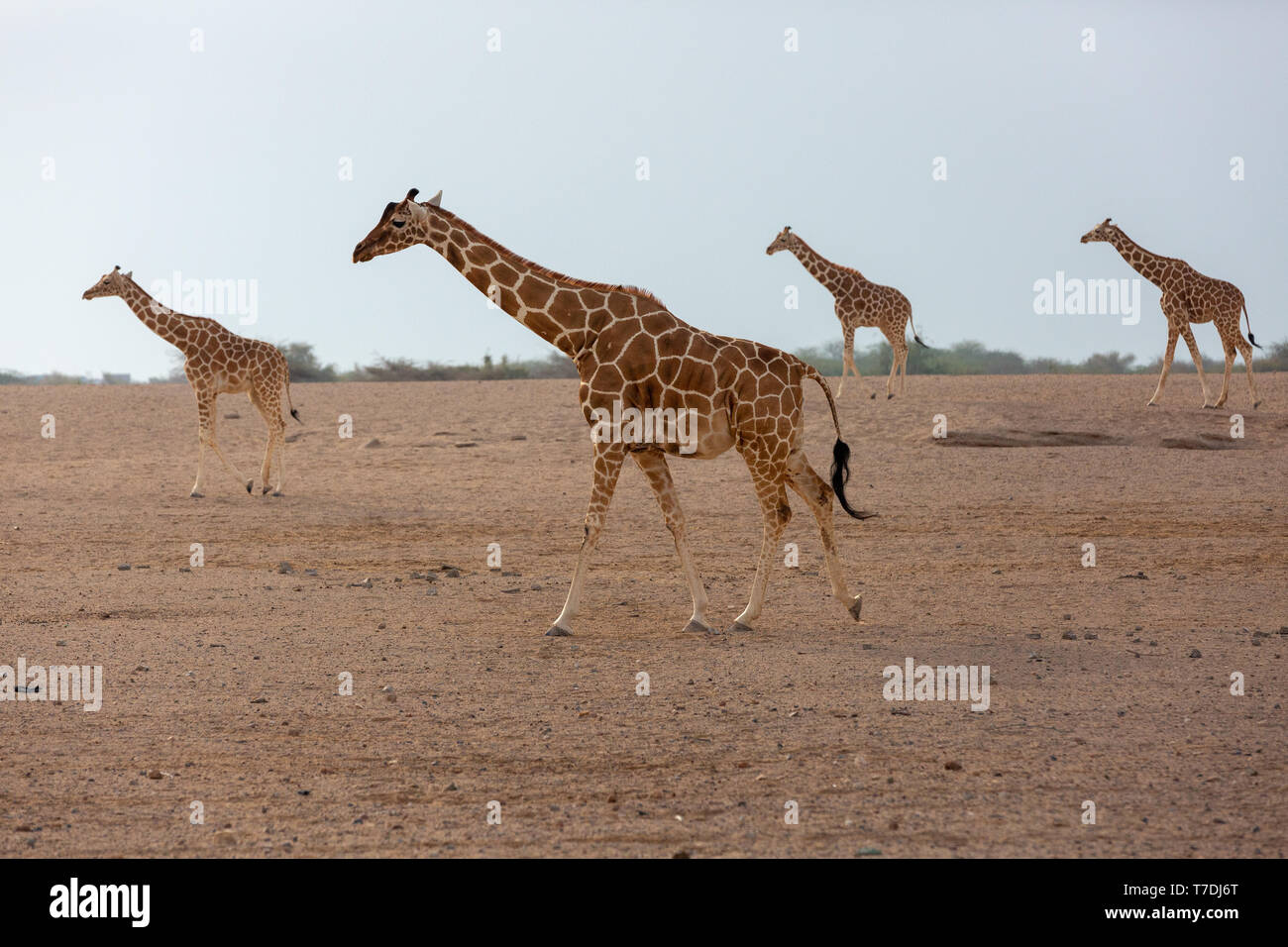 Conservation Park a Sir Baniyas Isola, Abu Dhabi, Emirati arabi uniti Foto Stock