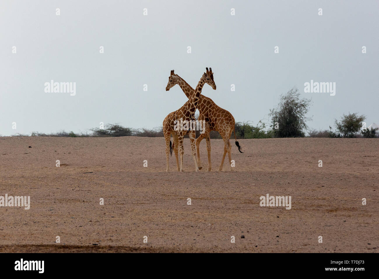 Conservation Park a Sir Baniyas Isola, Abu Dhabi, Emirati arabi uniti Foto Stock