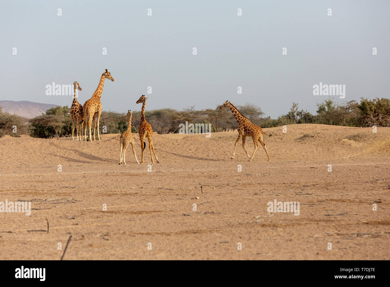 Conservation Park a Sir Baniyas Isola, Abu Dhabi, Emirati arabi uniti Foto Stock