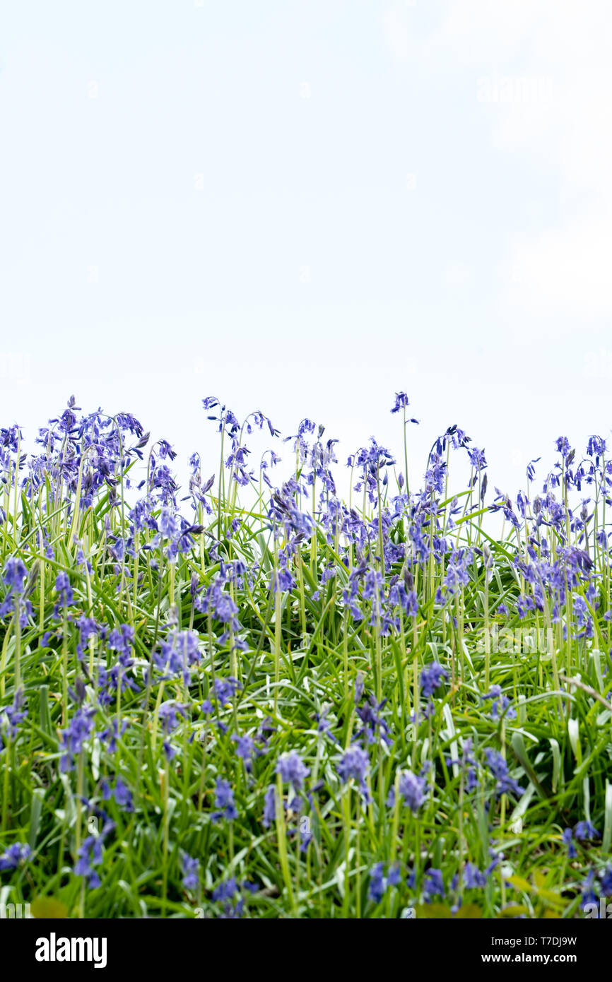 Bluebells comune / Inglese bluebells (Hyacinthoides non scripta) sulla cima di una collina contro un cielo bianco (guardando come sono tagliati fuori) Foto Stock