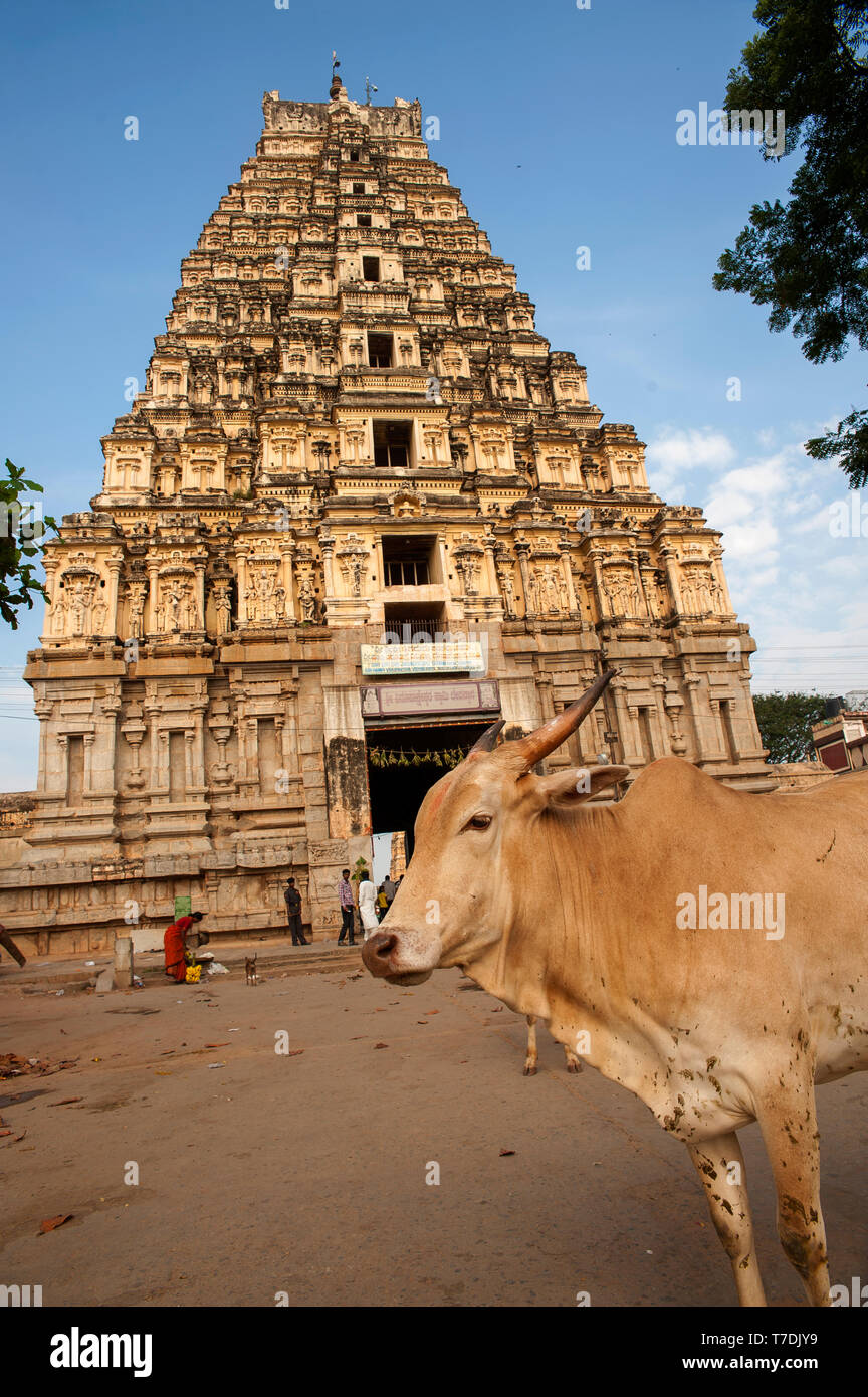Una vacca sacra vicino all'entrata di Sri Tempio Virupaksha, Hampi, Karnataka, India Foto Stock