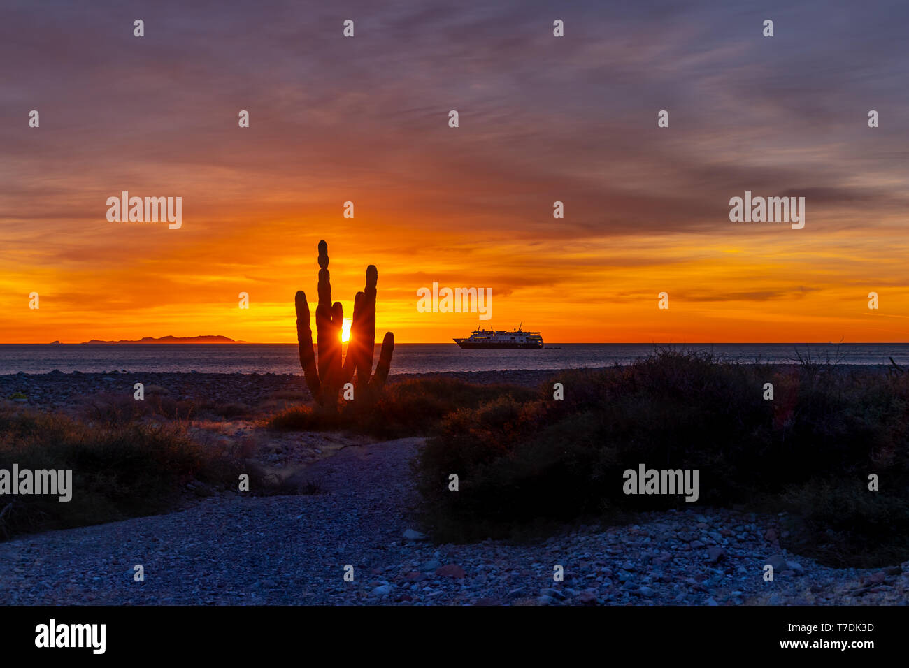 I picchi di sole attraverso un cardon cactus di sunrise a San Esteban isola con la nave National Geographic Venture ad ancorare nel mare di Cortez. Foto Stock