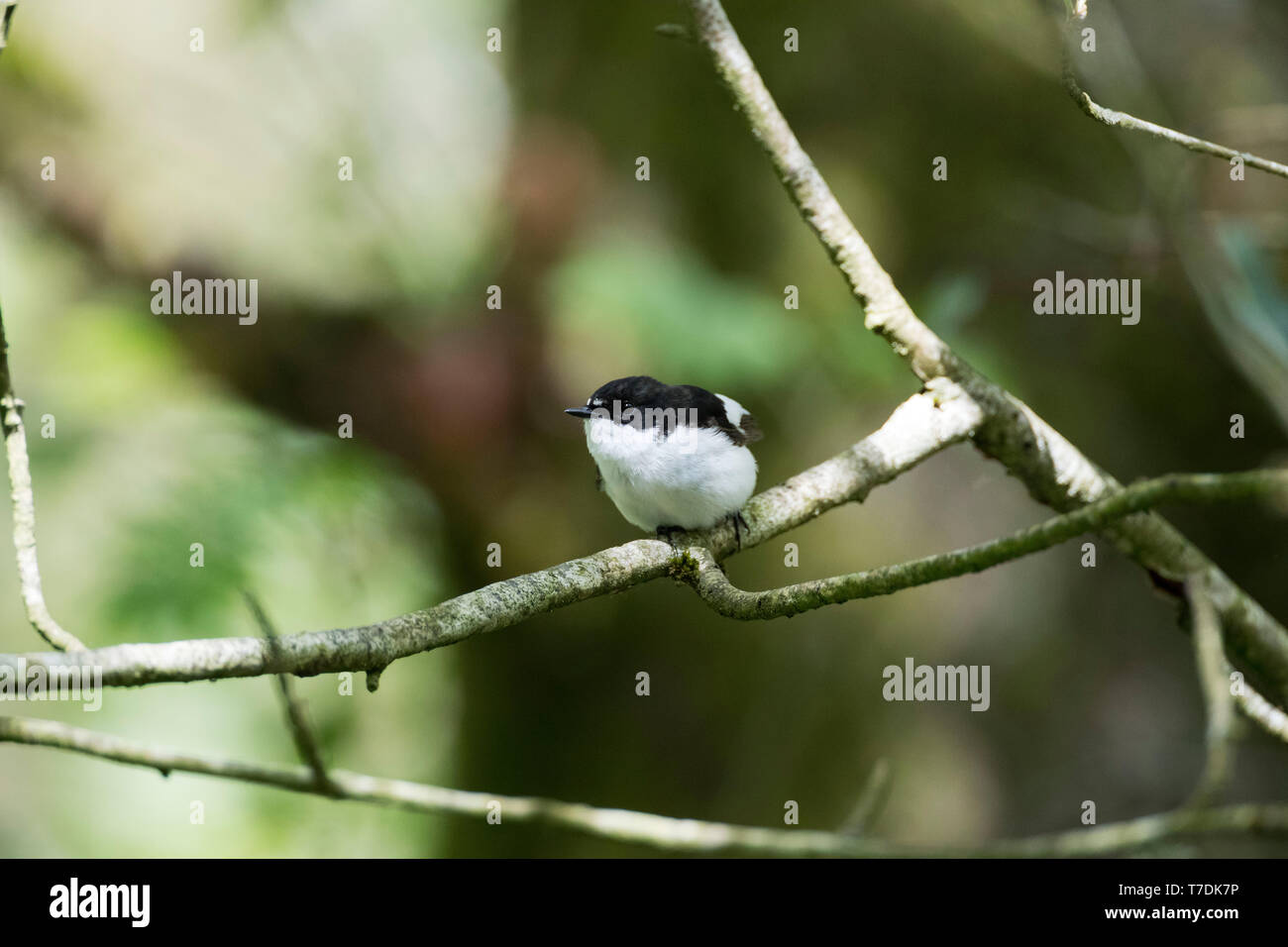 Unione Pied Flycatcher,Ficedula hypoleuca,maschio appollaiato in una valle boscosa, POWYS, GALLES,U.K. Maggio 2019 Foto Stock