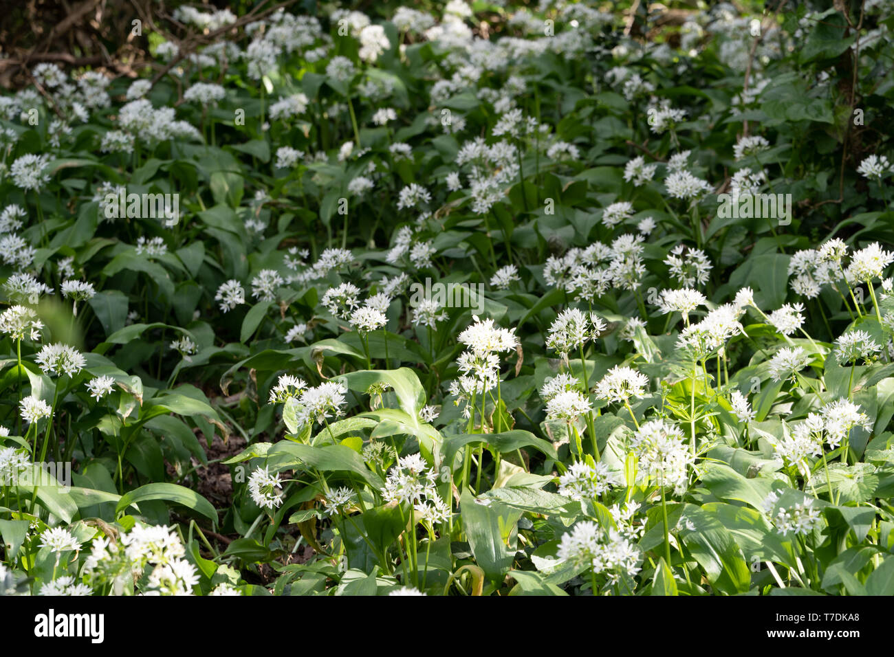 Ramsons o aglio selvatico (Allium ursinum) in fiore in un legno NEL REGNO UNITO nella primavera Foto Stock