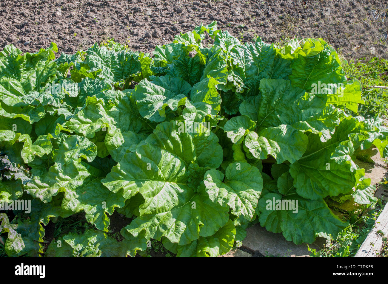 Letto di rabarbaro in primavera. Il rabarbaro è un vegetale con grandi immangiabile foglie verdi ma gli stocchi sono usati come un frutto in cottura. Foto Stock