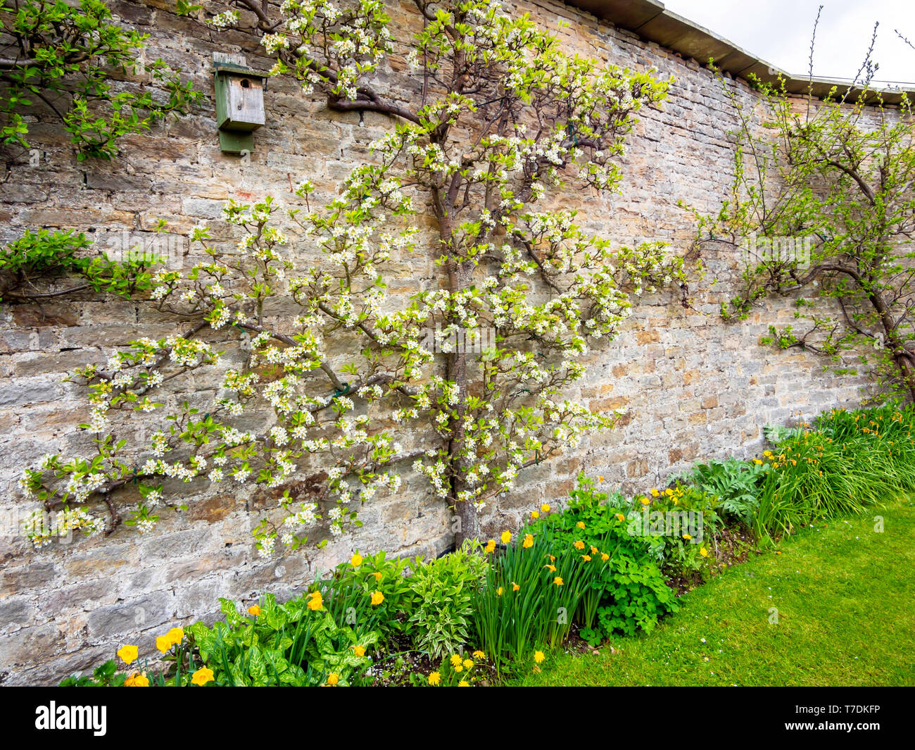 Un albero di mele spalliera in fiore su un muro di pietra a in un giardino murato in Eggleston Durham Inghilterra Foto Stock