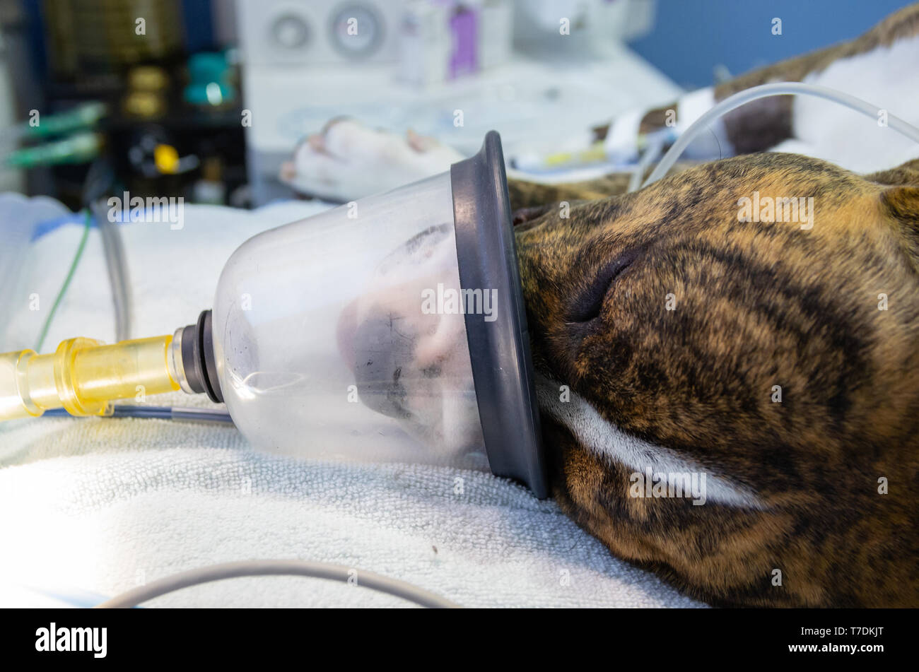 Preoxygenation in un cane sedati prima di intubazione Foto Stock