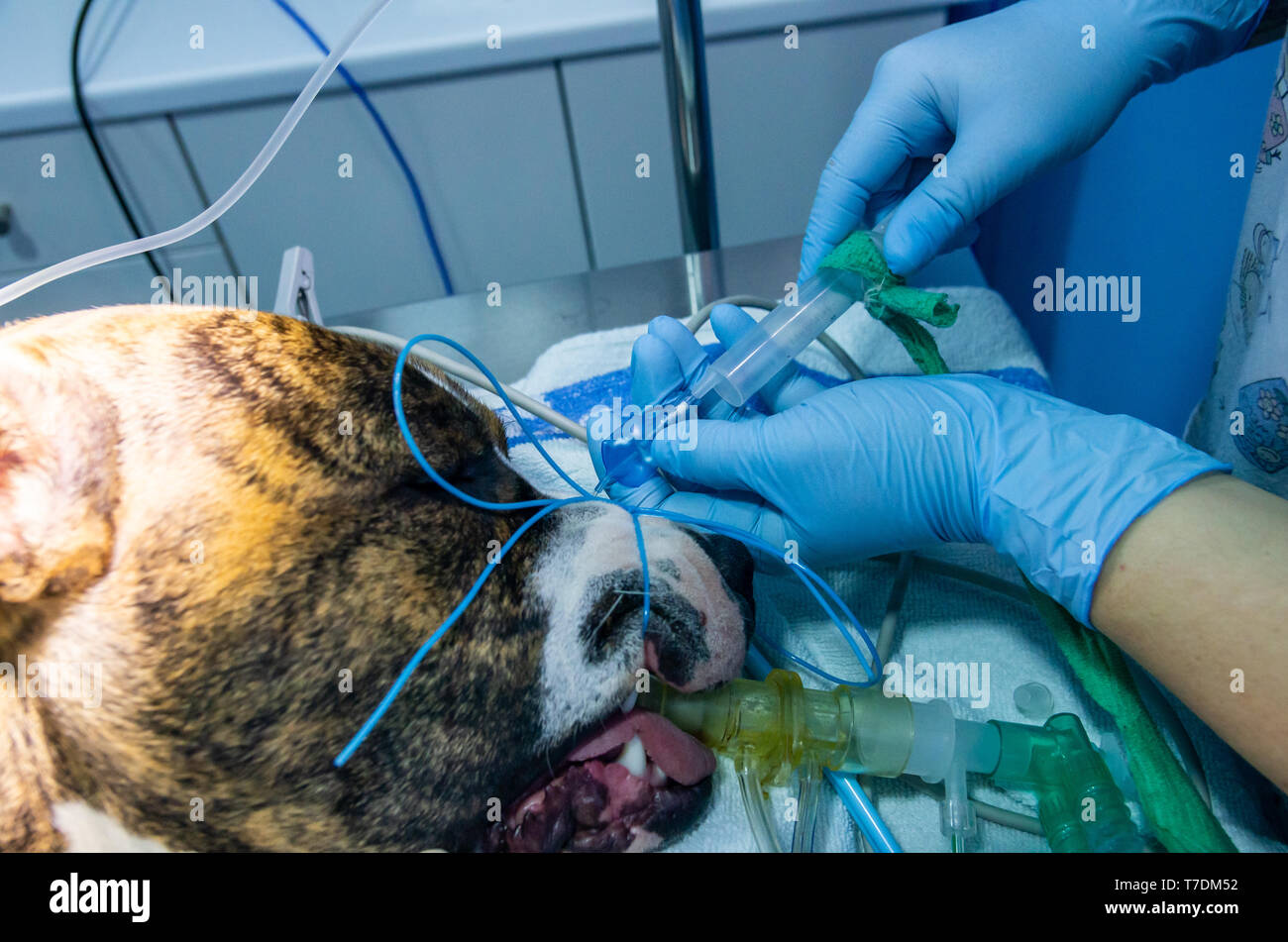 Gonfiato tubo endotracheale di valvola in un anestetico e cane intubati Foto Stock