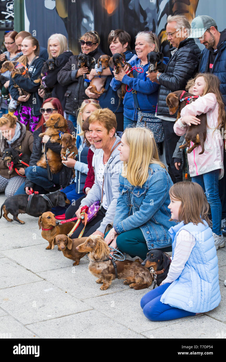 Boscombe, Bournemouth Dorset, Regno Unito. Il 6 maggio, 2019. Bassotto Dash, parte di Bournemouth arti emergenti frangia (BEAF) Festival invita dachshunds e dei loro proprietari per raccogliere sotto la Daschund artwork per vedere come molti di essi è in grado di raccogliere in un unico posto. Fayette, il mi-ki cane è numericamente sopraffatta da tutti i dachshunds, ma ottiene un sacco di attenzione vestito nel suo abito migliore! Credito: Carolyn Jenkins/Alamy Live News Foto Stock