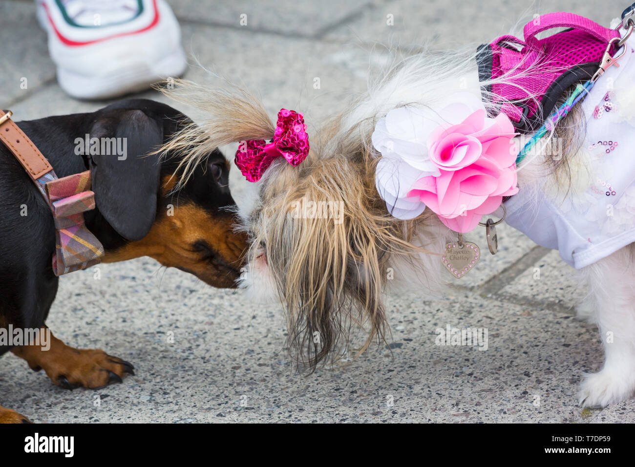 Boscombe, Bournemouth Dorset, Regno Unito. Il 6 maggio, 2019. Bassotto Dash, parte di Bournemouth arti emergenti frangia (BEAF) Festival invita dachshunds e dei loro proprietari per raccogliere sotto la Daschund artwork per vedere come molti di essi è in grado di raccogliere in un unico posto. Fayette, il mi-ki cane è numericamente sopraffatta da tutti i dachshunds, ma ottiene un sacco di attenzione vestito nel suo abito migliore! Cucciolo di amore! Credito: Carolyn Jenkins/Alamy Live News Foto Stock