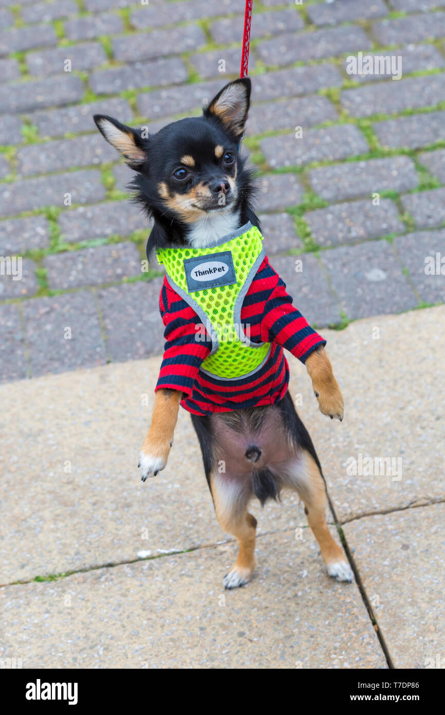 Boscombe, Bournemouth Dorset, Regno Unito. Il 6 maggio 2019. Bassotto Dash, parte di Bournemouth arti emergenti frangia (BEAF) Festival invita dachshunds e dei loro proprietari per raccogliere sotto la Daschund artwork per vedere come molti di essi è in grado di raccogliere in un unico posto. Gesù il Chihuahua sale!!!! Credito: Carolyn Jenkins/Alamy Live News Foto Stock