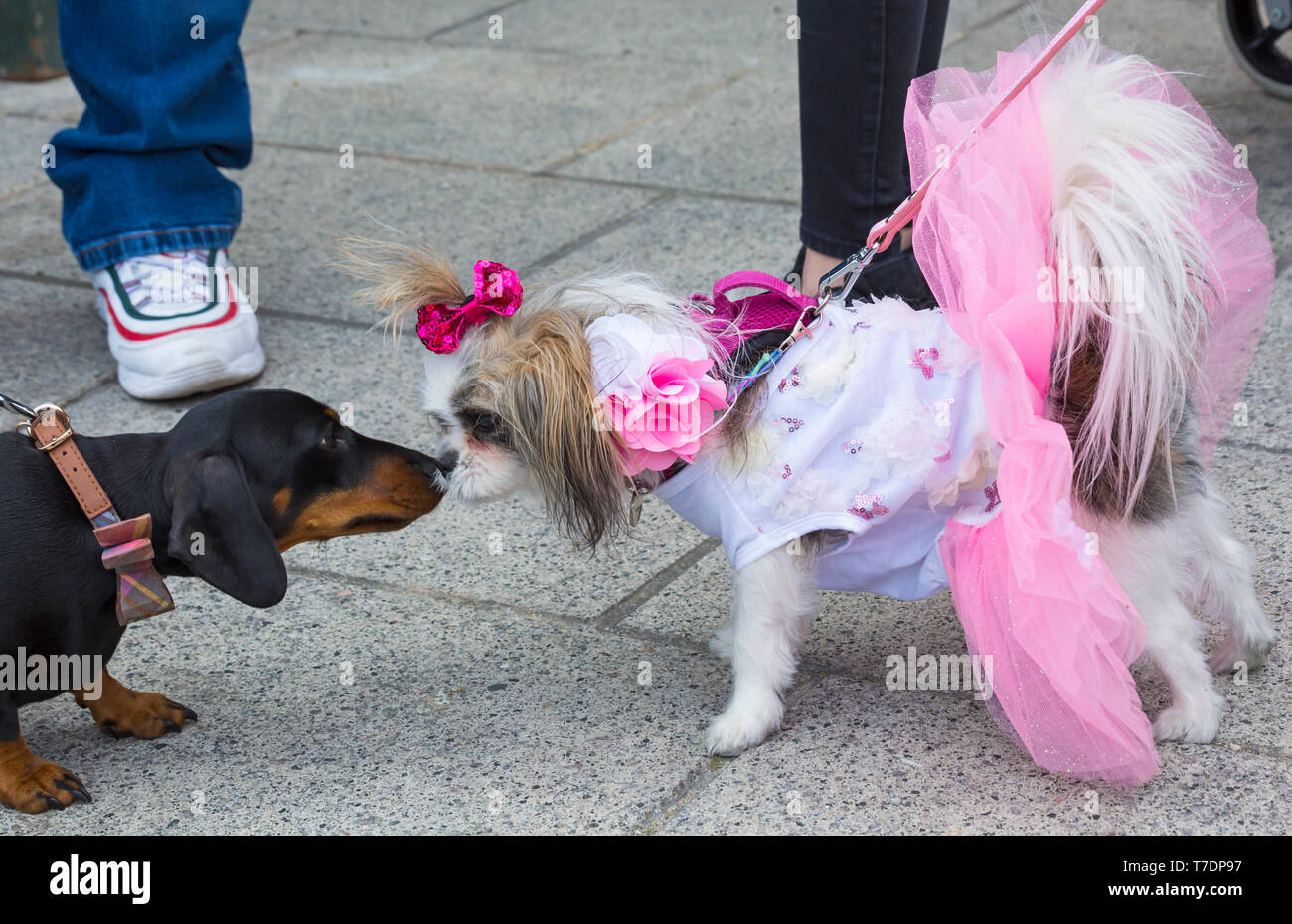 Boscombe, Bournemouth Dorset, Regno Unito. Il 6 maggio 2019. Bassotto Dash, parte di Bournemouth arti emergenti frangia (BEAF) Festival invita dachshunds e dei loro proprietari per raccogliere sotto la Daschund artwork per vedere come molti di essi è in grado di raccogliere in un unico posto. Fayette, il mi-ki cane è numericamente sopraffatta da tutti i dachshunds, ma ottiene un sacco di attenzione vestito nel suo abito migliore! Cucciolo di amore! Credito: Carolyn Jenkins/Alamy Live News Foto Stock