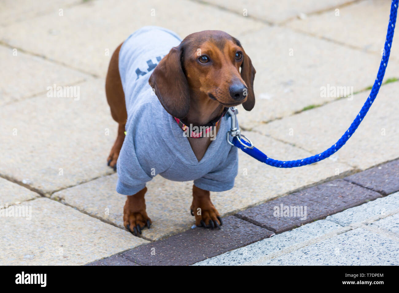 Boscombe, Bournemouth Dorset, Regno Unito. Il 6 maggio 2019. Bassotto Dash, parte di Bournemouth arti emergenti frangia (BEAF) Festival invita dachshunds e dei loro proprietari per raccogliere sotto la Daschund artwork per vedere come molti di essi è in grado di raccogliere in un unico posto. Credito: Carolyn Jenkins/Alamy Live News Foto Stock