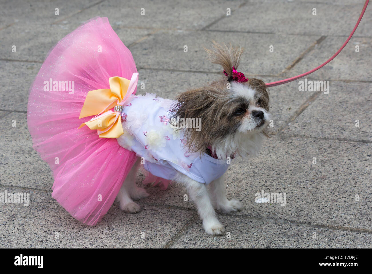 Boscombe, Bournemouth Dorset, Regno Unito. Il 6 maggio 2019. Bassotto Dash, parte di Bournemouth arti emergenti frangia (BEAF) Festival invita dachshunds e dei loro proprietari per raccogliere sotto la Daschund artwork per vedere come molti di essi è in grado di raccogliere in un unico posto. Fayette, il mi-ki cane è numericamente sopraffatta da tutti i dachshunds, ma ottiene un sacco di attenzione vestito nel suo abito migliore! Credito: Carolyn Jenkins/Alamy Live News Foto Stock