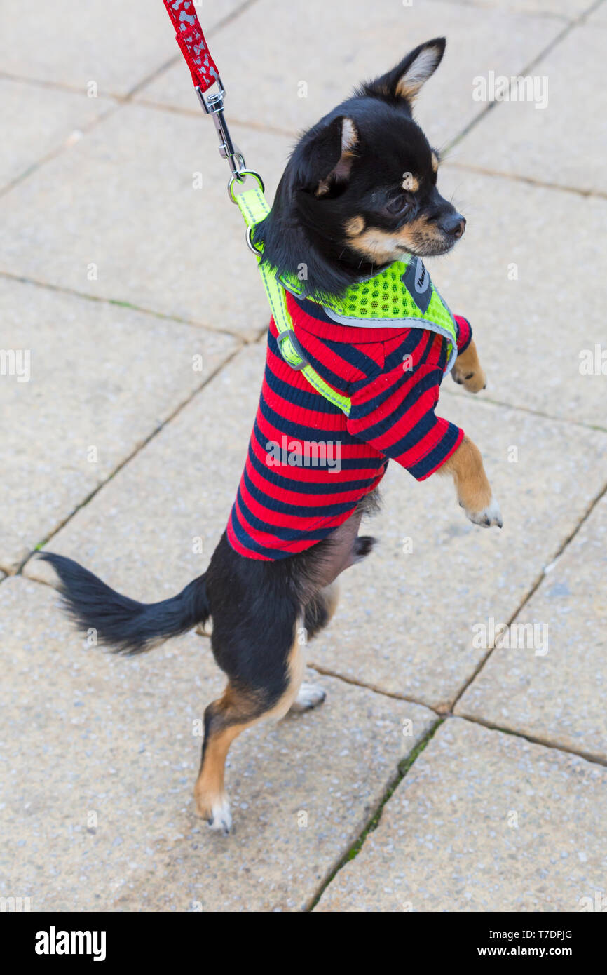 Boscombe, Bournemouth Dorset, Regno Unito. Il 6 maggio 2019. Bassotto Dash, parte di Bournemouth arti emergenti frangia (BEAF) Festival invita dachshunds e dei loro proprietari per raccogliere sotto la Daschund artwork per vedere come molti di essi è in grado di raccogliere in un unico posto. Gesù il Chihuahua sale!!!! Credito: Carolyn Jenkins/Alamy Live News Foto Stock