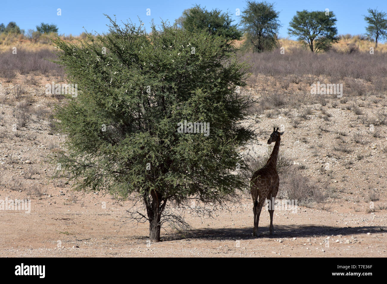 Durante il più grande calore-giorno, una giraffa nel Sud Africana di parte di Kgalagadi transfrontaliera Parco Nazionale indugia nell'ombra di un albero, preso il 24.02.2019. La Giraffa (giraffa) appartiene alla pairhorses e con un peso di fino a 1600 kg e un'altezza del corpo di fino a sei metri (tori) è il più alto di terra-animale vivente dar. Nonostante la loro lunghezza, la giraffa della colonna vertebrale cervicale ha solo sette di conseguenza grandi vertebre, in cui il collo è detenuto da un solo tendine. Oggi, le giraffe sono presenti solo in zone di savana a sud del Sahara, versusden paludose sono generalmente evitati. Foto: Matthias Toed Foto Stock