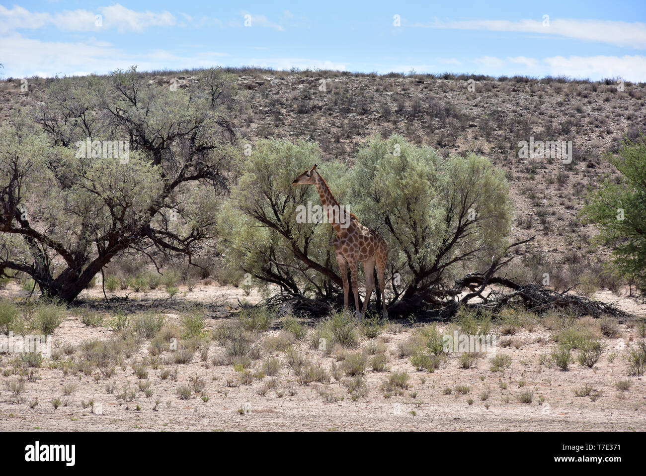 Durante il più grande calore-giorno, una giraffa nel Sud Africana di parte di Kgalagadi transfrontaliera Parco Nazionale indugia nell'ombra di un albero, preso il 24.02.2019. La Giraffa (giraffa) appartiene alla pairhorses e con un peso di fino a 1600 kg e un'altezza del corpo di fino a sei metri (tori) è il più alto di terra-animale vivente dar. Nonostante la loro lunghezza, la giraffa della colonna vertebrale cervicale ha solo sette di conseguenza grandi vertebre, in cui il collo è detenuto da un solo tendine. Oggi, le giraffe sono presenti solo in zone di savana a sud del Sahara, versusden paludose sono generalmente evitati. Foto: Matthias Toed Foto Stock