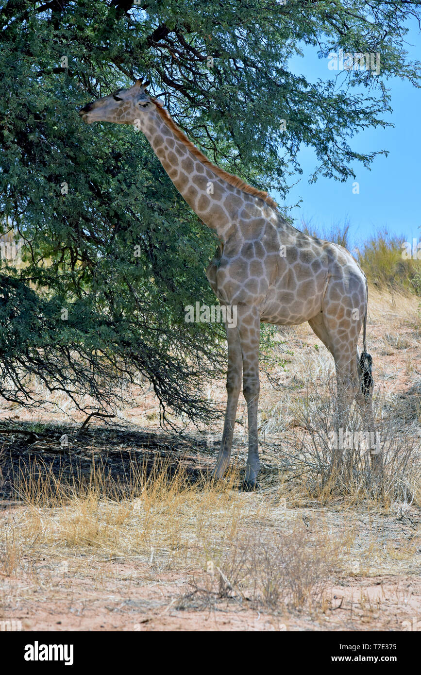 Durante il più grande withtagshitze aest una giraffa nel Sud Africana di parte di Kgalagadi transfrontaliera Parco Nazionale nell'ombra di un albero, presa su 26.02.2019. La Giraffa (giraffa) appartiene alla pairhorses e con un peso di fino a 1600 kg e un'altezza del corpo di fino a sei metri (tori) è il più alto di terra-animale vivente dar. Nonostante la loro lunghezza, la giraffa della colonna vertebrale cervicale ha solo sette di conseguenza grandi vertebre, in cui il collo è detenuto da un solo tendine. Oggi, le giraffe sono presenti solo in zone di savana a sud del Sahara, versusden paludose sono generalmente evitati. Foto: Matthias Toe Foto Stock