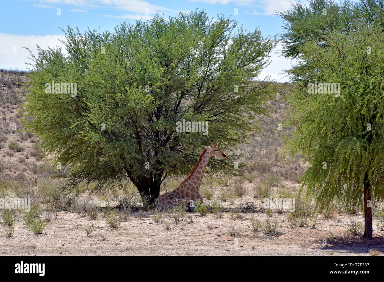Durante il più grande calore del giorno, una giraffa nel Sud Africana di parte di Kgalagadi transfrontaliera parco nazionale si appoggia all'ombra di un albero, presa su 26.02.2019. La Giraffa (giraffa) appartiene alla pairhorses e con un peso di fino a 1600 kg e un'altezza del corpo di fino a sei metri (tori) è il più alto di terra-animale vivente dar. Nonostante la loro lunghezza, la giraffa della colonna vertebrale cervicale ha solo sette di conseguenza grandi vertebre, in cui il collo è detenuto da un solo tendine. Oggi, le giraffe sono presenti solo in zone di savana a sud del Sahara, versusden paludose sono generalmente evitati. Foto: Matthias Foto Stock