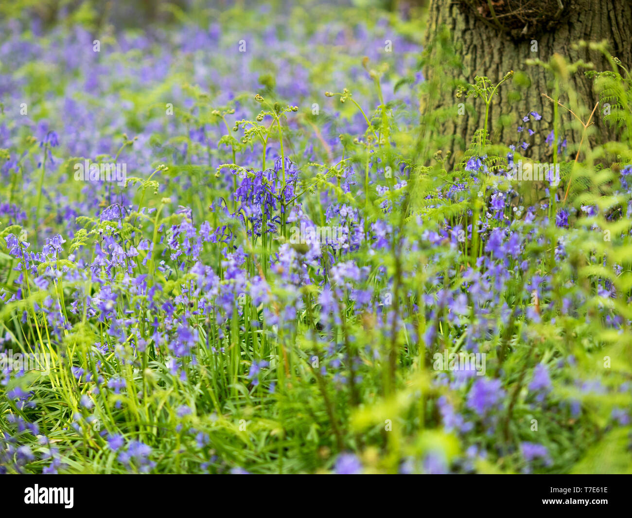 Hucking, Kent, Regno Unito. Il 7 maggio, 2019. Regno Unito: Meteo bluebells nell'antico bosco a Hucking Estate in Hucking, Kent. Il Regno Unito è la casa per oltre metà del mondo bluebells. Credito: James Bell/Alamy Live News Foto Stock