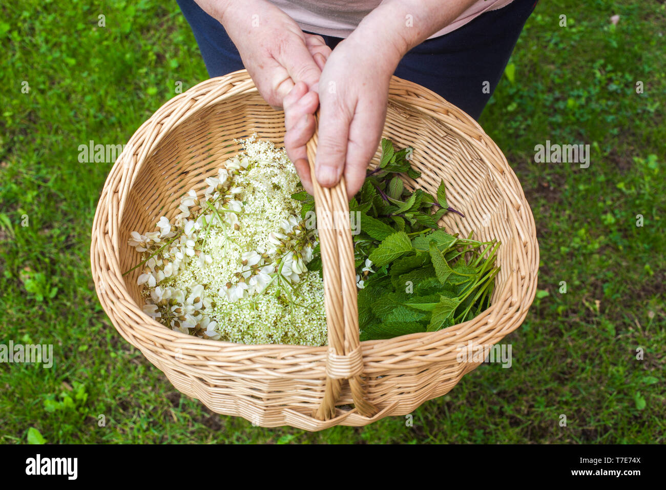 Un le mani delle donne in possesso di un cestello con diverse erbe in esso: fiore di sambuco - Sambucus, di fiori di acacia, foglie di menta e foglie di Melissa Foto Stock