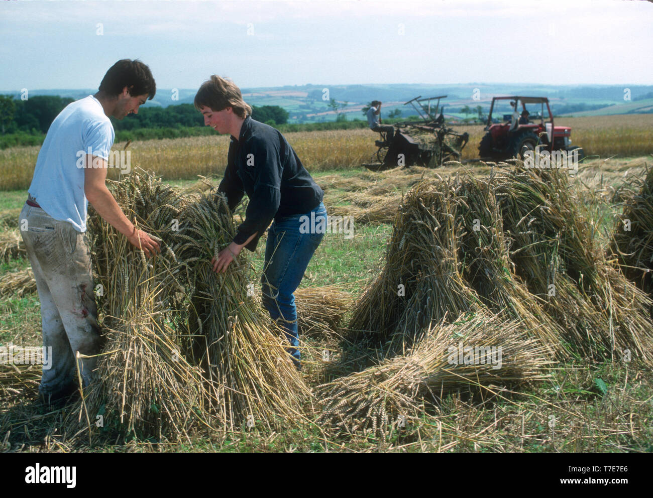 La raccolta di frumento per lattoneria, Devon, Regno Unito 1988 Foto Stock