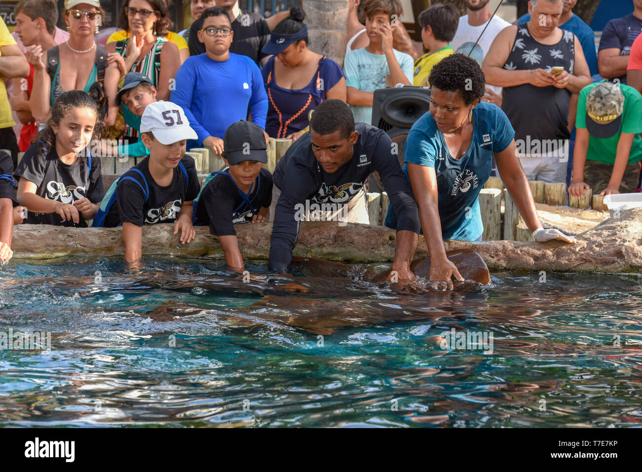 Praia do Forte, Brasile - 31 Gennaio 2019: persone che accarezzano lo squalo nutrice sul progetto Tamar serbatoio a Praia do Forte in Brasile Foto Stock