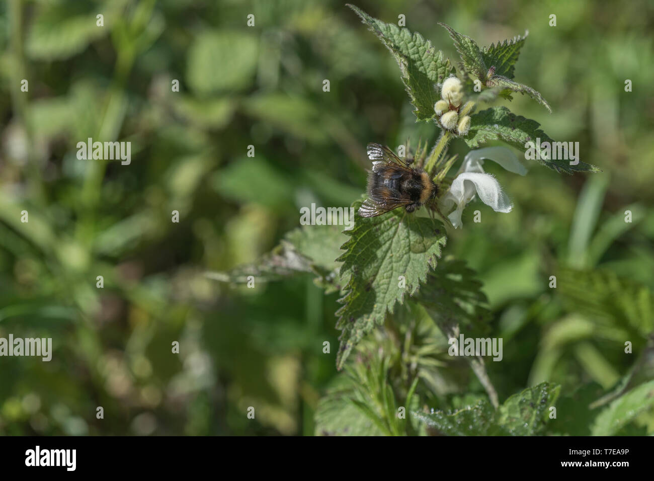 Close-up di fiori bianchi di morti bianche di ortica / Lamium album con foraggio bee - i fiori secchi fatti in tè, mentre le foglie giovani sono commestibili Foto Stock
