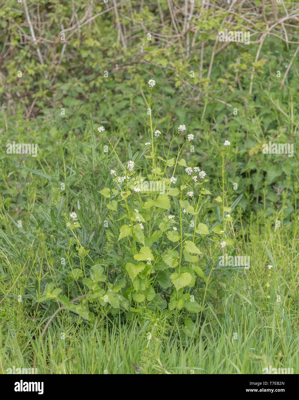 Foglie / foglie e fiori di Hedge aglio / Jack-per-il-hedge / Alliaria petiolata. Rovistando e sala da pranzo sul concetto selvatici come le foglie sono commestibili. Foto Stock