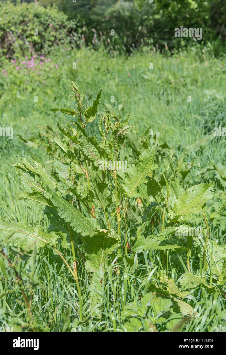 Di latifoglie / Dock Rumex obtusifolius cresce su strada orlo. Lo sfregamento delle foglie di di latifoglie Dock è un tradizionale kids' rimedio per le punture di ortica Foto Stock
