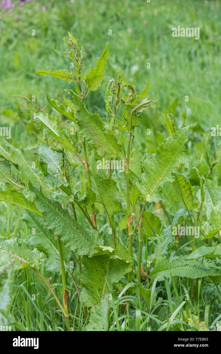 Di latifoglie / Dock Rumex obtusifolius cresce su strada orlo. Lo sfregamento delle foglie di di latifoglie Dock è un tradizionale kids' rimedio per le punture di ortica Foto Stock