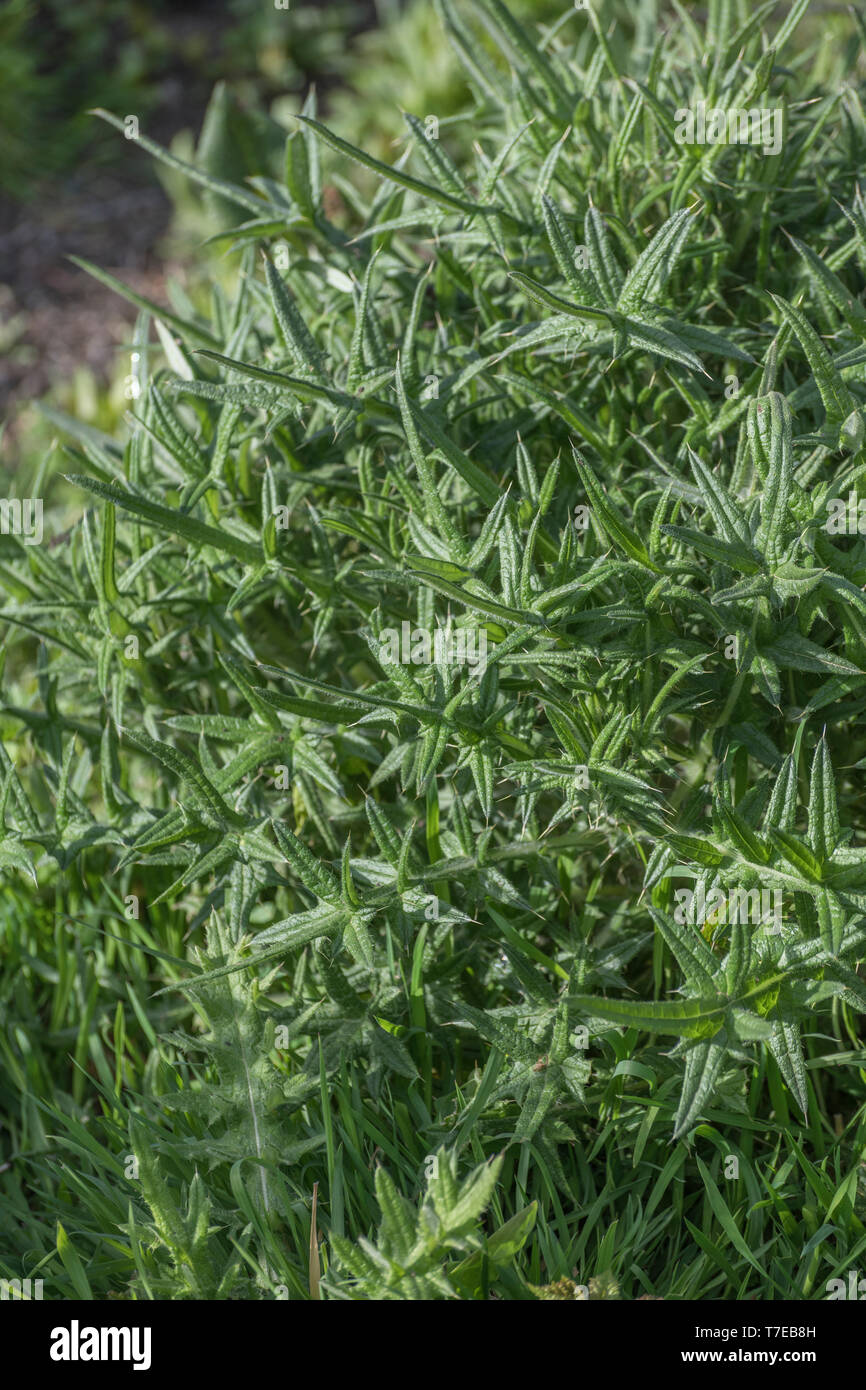 Fogliame di Bull Thistle / Spear Thistle / Cirsium vulgare. Possibile metafora per il dolore / doloroso / sharp / impulso breve. Le parti possono essere consumate cotte. Foto Stock