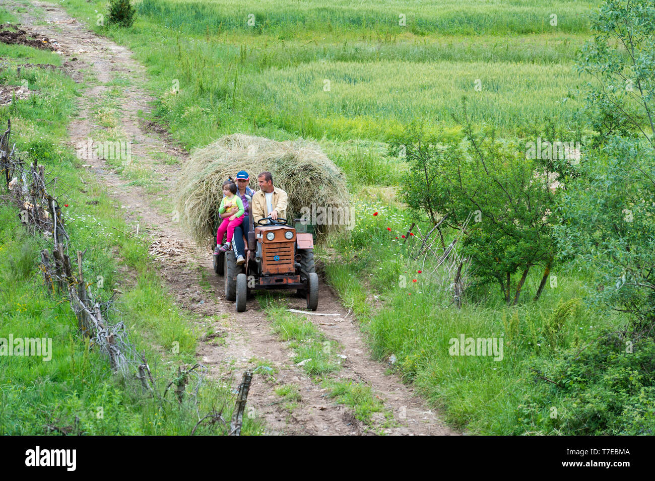 Rurale scena, agricoltore condurre il trattore rimorchio caricato con il fieno, Prrenjas, Albania Foto Stock