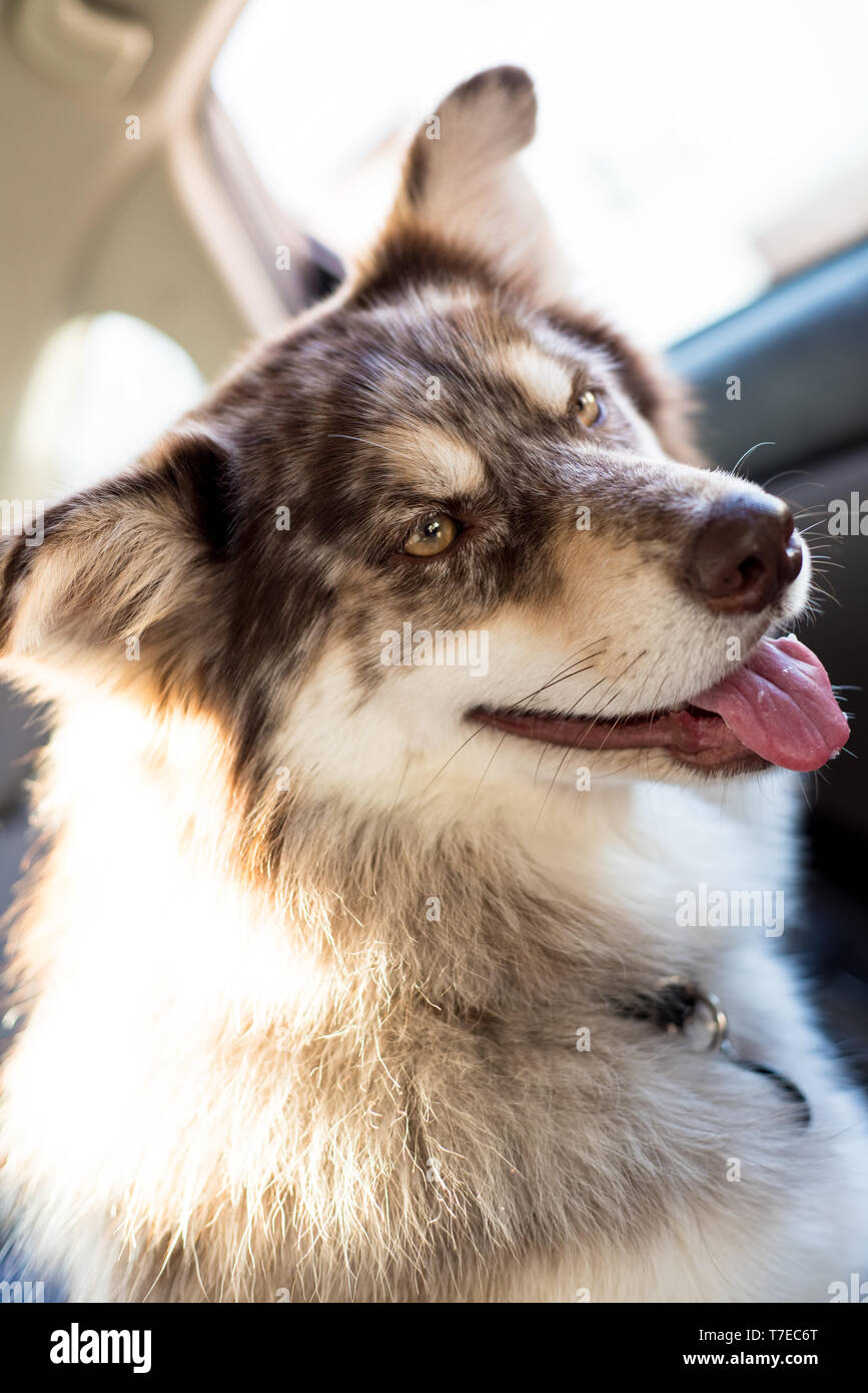 Husky in auto Foto Stock