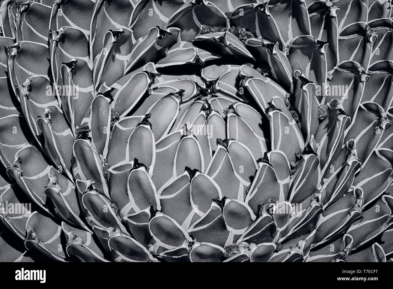 Immagine in bianco e nero della pianta di agave, Agave Victoriae-Regine Foto Stock