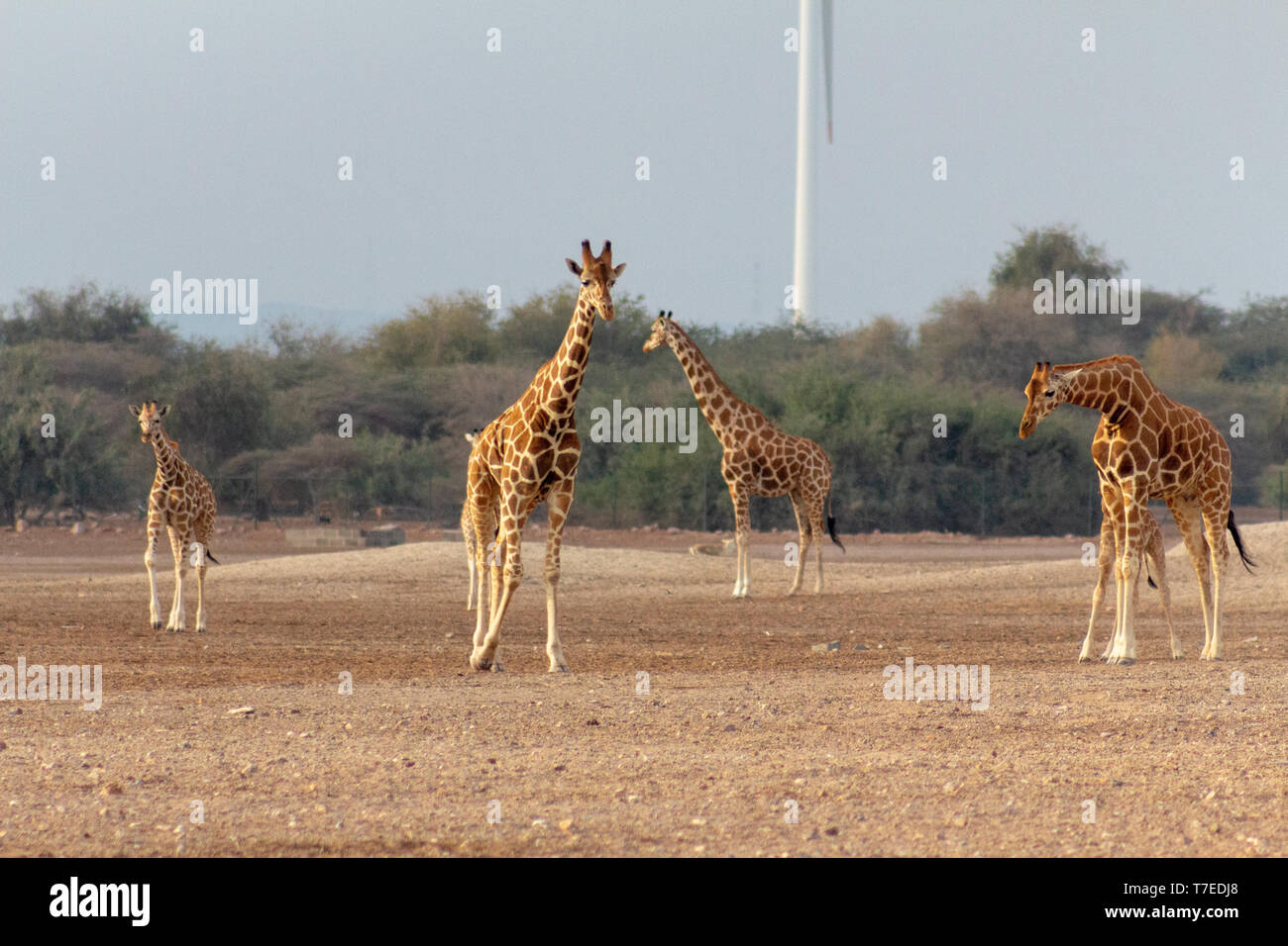 Conservation Park a Sir Baniyas Isola, Abu Dhabi, Emirati arabi uniti Foto Stock