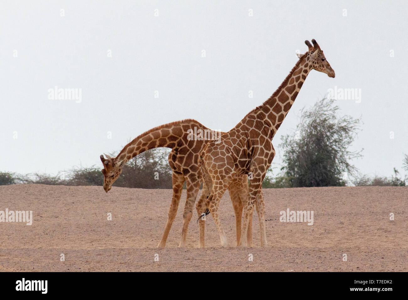 Conservation Park a Sir Baniyas Isola, Abu Dhabi, Emirati arabi uniti Foto Stock