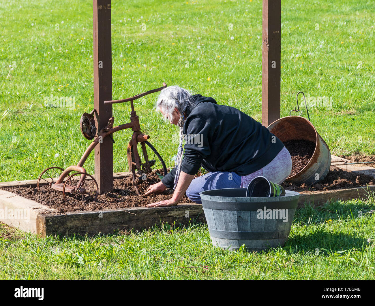 Calcare, TN, Stati Uniti d'America-4/26/19: Senior donna scavando in cassetta per fiori, con vecchio arrugginito triciclo come un ornamento. Foto Stock