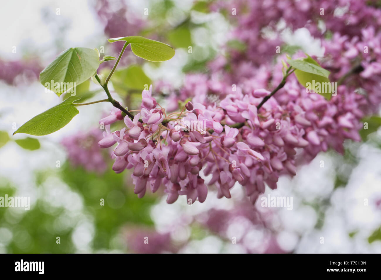 Cercis siliquastrum fioritura in primavera. Albero di Giuda. Foto Stock