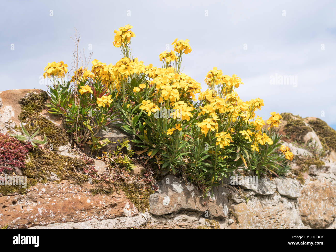 Wallflowers (Erysimum cheiri) crescente sulla sommità di un muro di pietra in Lindisfarne, Northumberland, England, Regno Unito Foto Stock