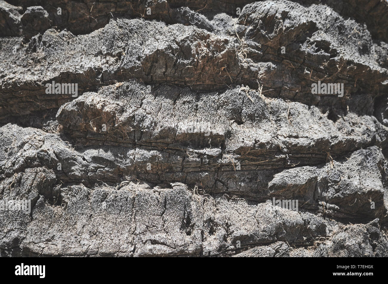 Palm tronco di albero vicino la foto, sfondo naturale o texture, tonificazione del colore applicato, il fuoco selettivo. Foto Stock