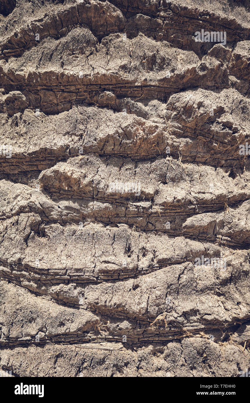 Palm tronco di albero vicino la foto, sfondo naturale o texture, tonificazione del colore applicato, il fuoco selettivo. Foto Stock