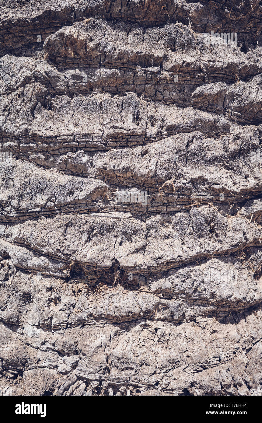 Palm tronco di albero vicino la foto, sfondo naturale o texture, tonificazione del colore applicato, il fuoco selettivo. Foto Stock