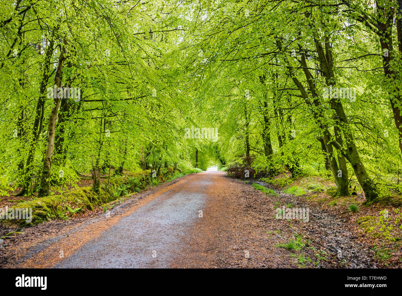 Woodburn foresta, Carrickfergus: boschi misti di conifere e ampia leafed bosco con passaggi pedonali pubblici e serbatoi. La foresta è vivace con soluzione satura di c Foto Stock