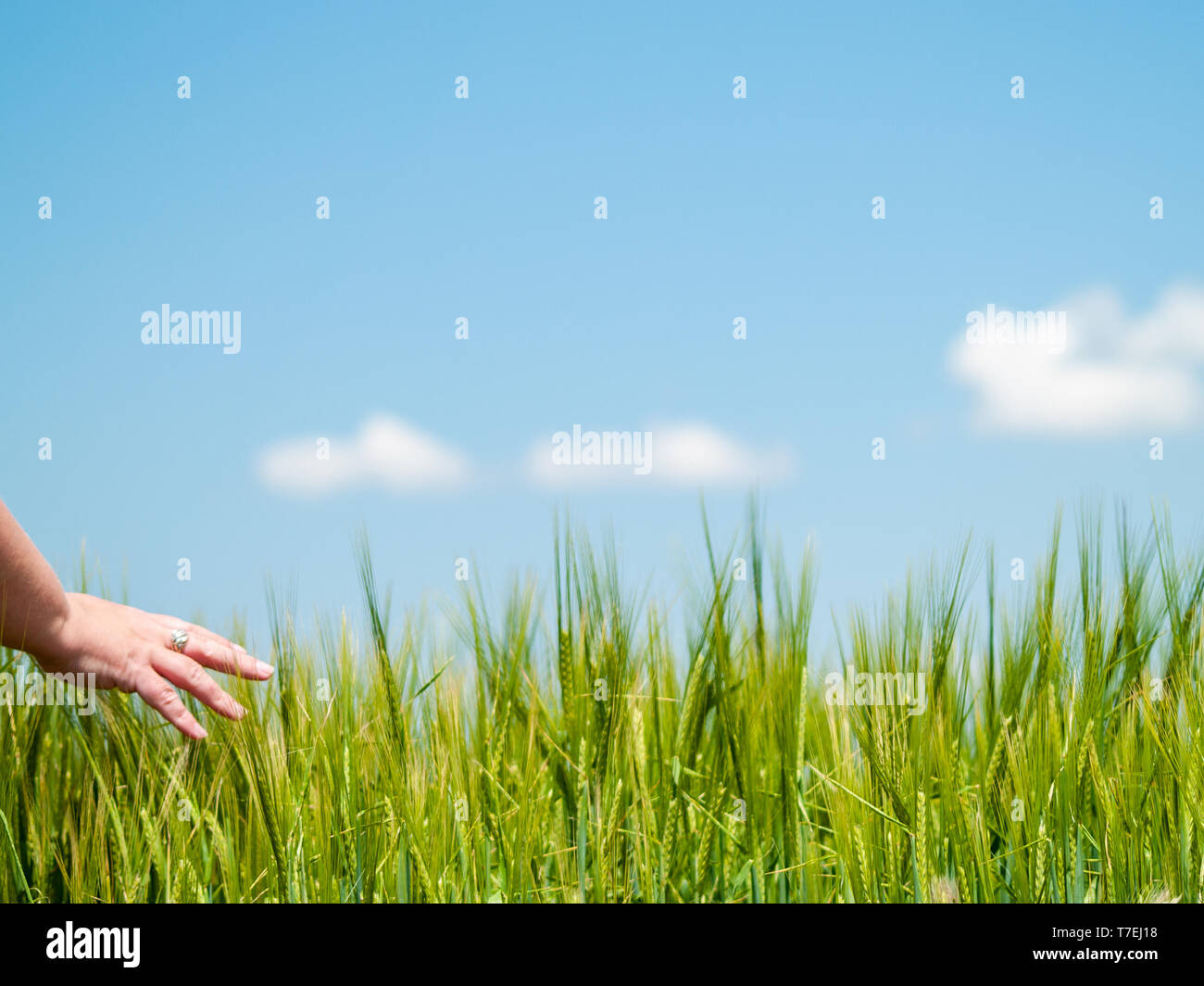 Irriconoscibile la persona che gioca con la sua mano le piante in un campo di raccolto di orzo primaverile Foto Stock