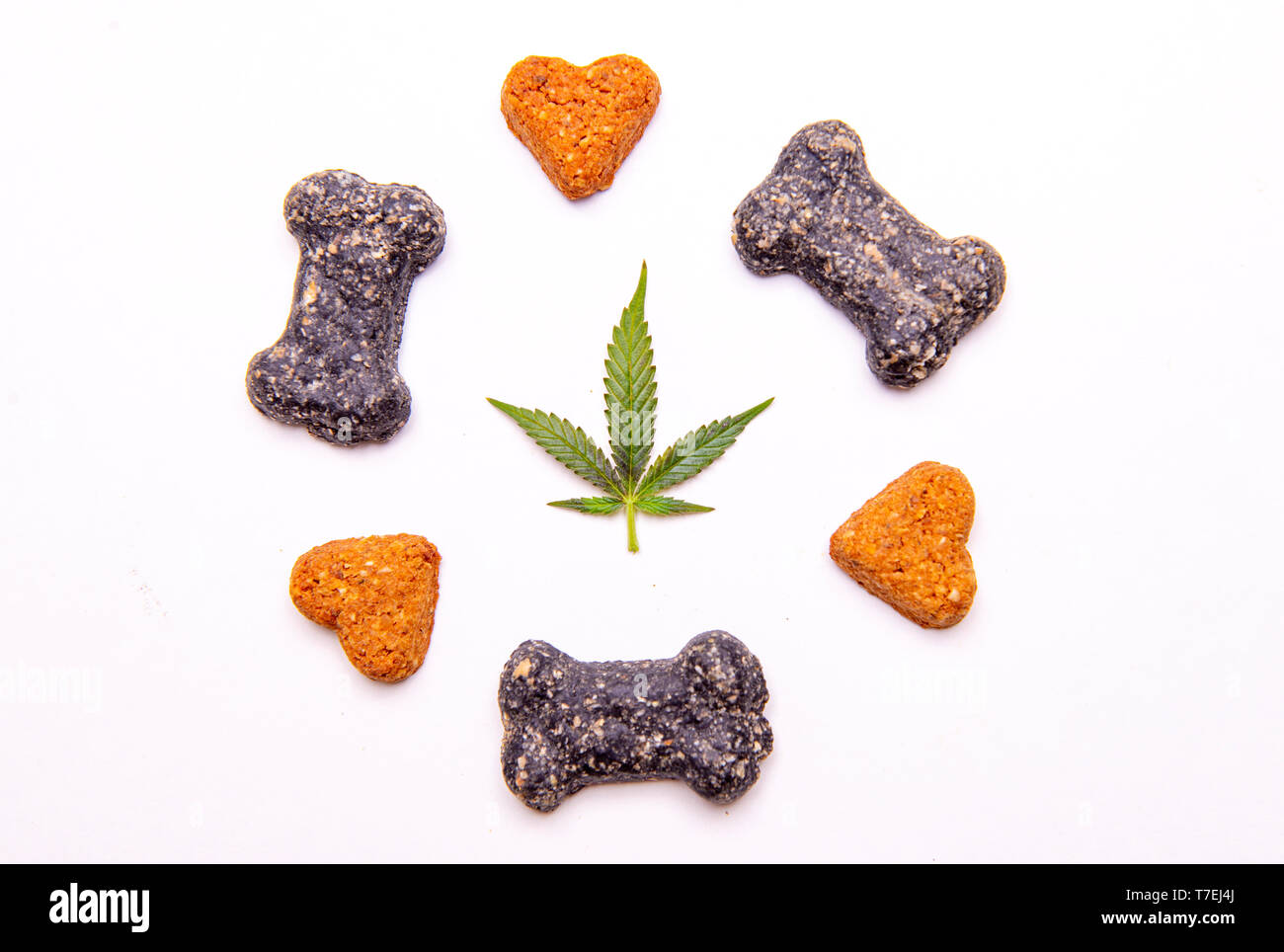 Cane tratta e foglie di cannabis isolate su sfondo bianco - CBD e la marijuana medica per animali domestici concept Foto Stock