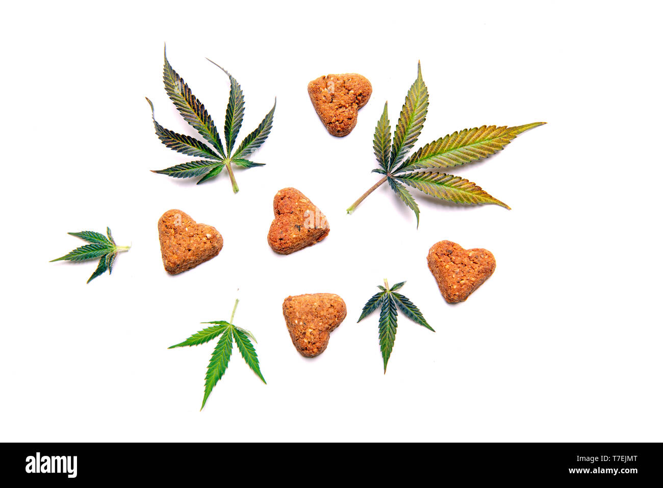 Cane tratta e foglie di cannabis isolate su sfondo bianco - CBD e la marijuana medica per animali domestici concept Foto Stock